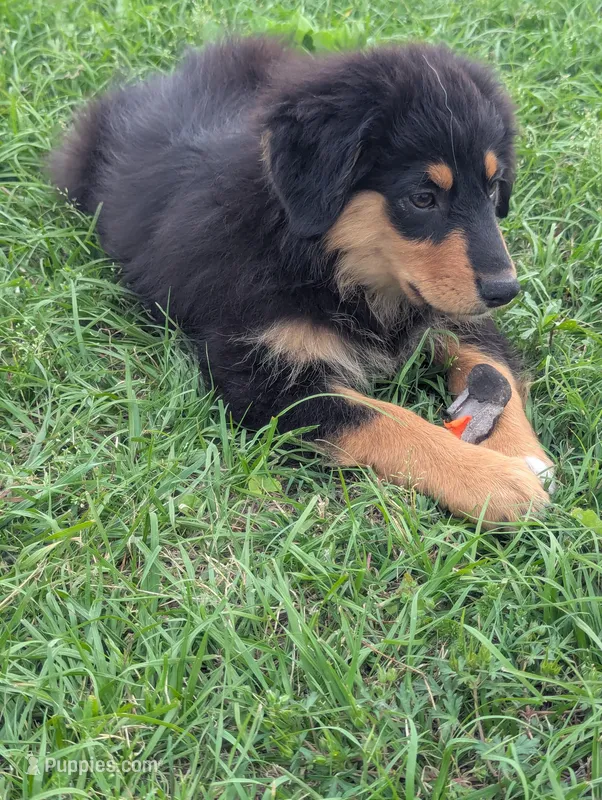 Fauna – Great Pyrenees, Miniature Australian Shepherd puppy for sale in Canton, TX