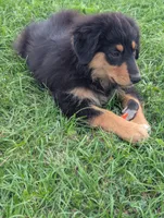 Fauna, a female Great Pyrenees and Miniature Australian Shepherd for sale in Canton, TX – Photo 1 of 4