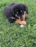 Fauna, a female Great Pyrenees and Miniature Australian Shepherd for sale in Canton, TX – Photo 2 of 4