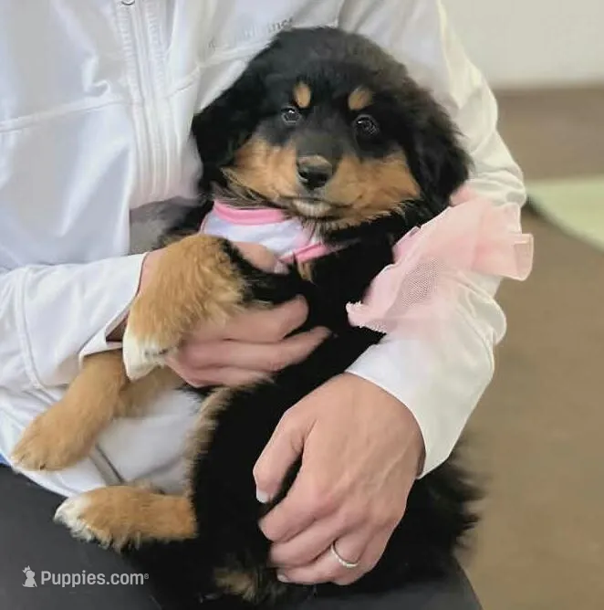 Aussie pyrenese – Great Pyrenees, Miniature Australian Shepherd puppy for sale in Canton, TX
