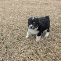Pearl , a female Miniature Australian Shepherd for sale in Canton, TX – Photo 3 of 8