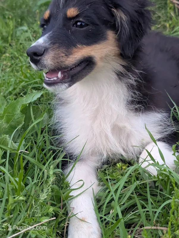 Pearl  – Miniature Australian Shepherd puppy for sale in Canton, TX