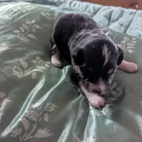 Pearl , a female Miniature Australian Shepherd for sale in Canton, TX – Photo 4 of 8