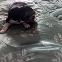 Pearl , a female Miniature Australian Shepherd for sale in Canton, TX – Photo 5 of 8