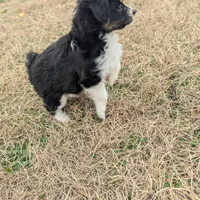 Pearl , a female Miniature Australian Shepherd for sale in Canton, TX – Photo 2 of 8