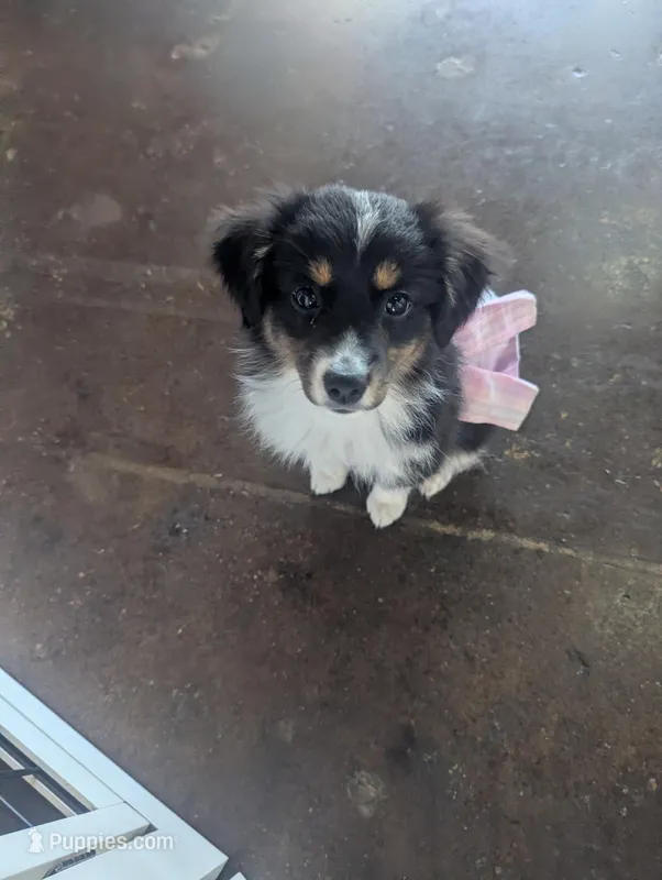 Pearl  – Miniature Australian Shepherd puppy for sale in Canton, TX