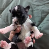 Pearl , a female Miniature Australian Shepherd for sale in Canton, TX – Photo 6 of 8