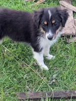 Pearl , a female Miniature Australian Shepherd for sale in Canton, TX – Photo 2 of 8
