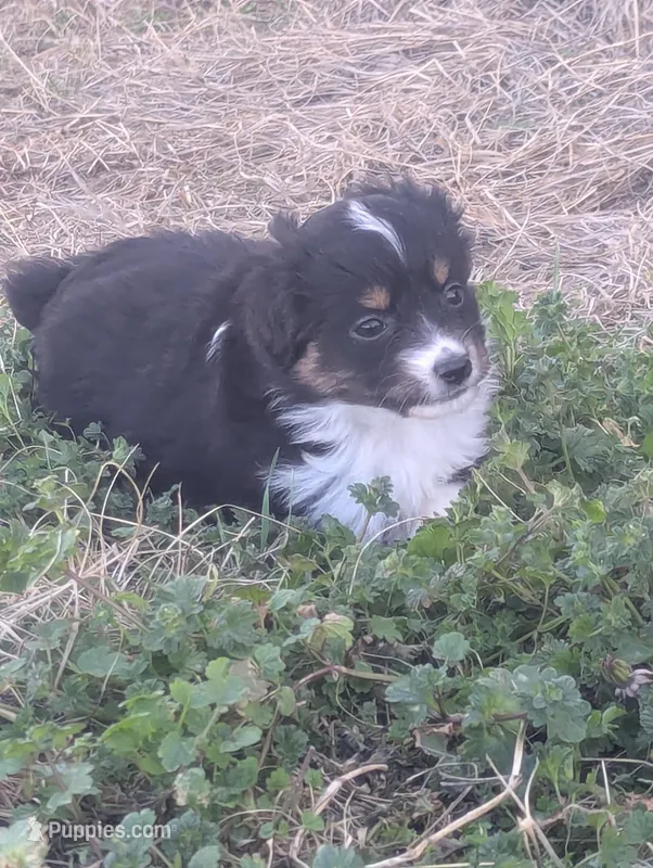 Mini Aussie 3