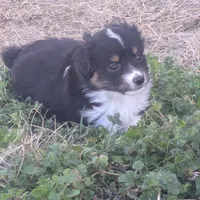 Pearl , a female Miniature Australian Shepherd for sale in Canton, TX – Photo 1 of 8