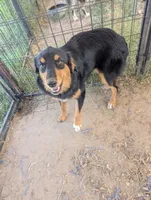 Fauna, a female Great Pyrenees and Miniature Australian Shepherd for sale in Canton, TX – 6 of 7