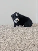 Surfer Girl, a female Miniature Aussiedoodle for sale in Canton, TX – 5 of 10