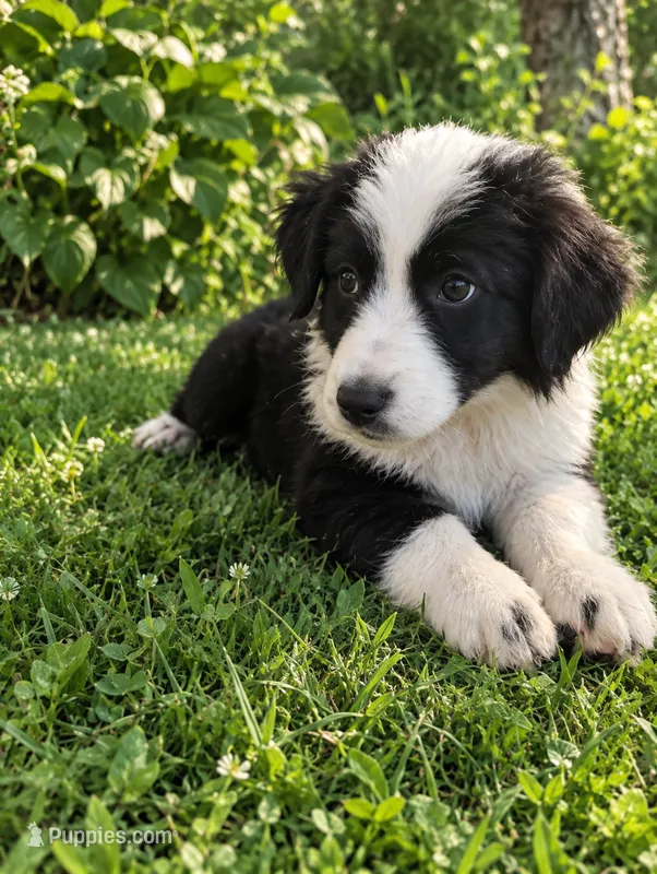 Mini Aussie Corgi – Pembroke Welsh Corgi, Miniature Australian Shepherd puppy for sale in Canton, TX