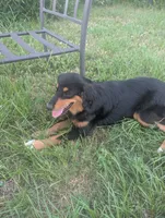 Fauna, a female Great Pyrenees and Miniature Australian Shepherd for sale in Canton, TX – 2 of 7