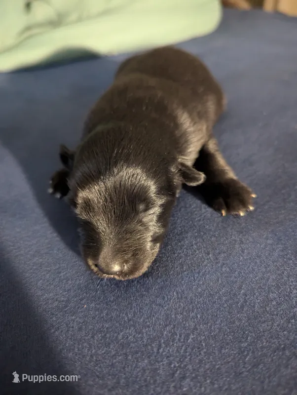 Sleek Boy – Miniature Aussiedoodle puppy for sale in Canton, TX