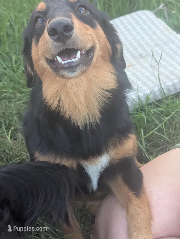 Fauna – Great Pyrenees, Miniature Australian Shepherd puppy for sale in Canton, TX