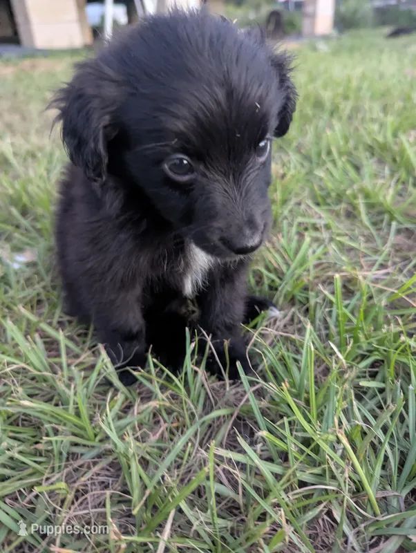 Sleek Boy – Miniature Aussiedoodle puppy for sale in Canton, TX