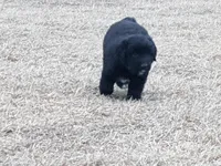 Aurora , a female Great Pyrenees and Miniature Australian Shepherd for sale in Canton, TX – Photo 5 of 6