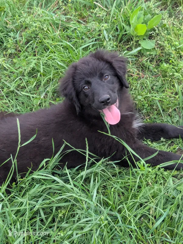 Aurora  – Great Pyrenees, Miniature Australian Shepherd puppy for sale in Canton, TX
