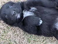 Aurora , a female Great Pyrenees and Miniature Australian Shepherd for sale in Canton, TX – Photo 1 of 6