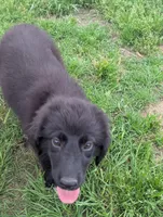 Aurora , a female Great Pyrenees and Miniature Australian Shepherd for sale in Canton, TX – Photo 3 of 9
