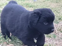 Aurora , a female Great Pyrenees and Miniature Australian Shepherd for sale in Canton, TX – Photo 2 of 6