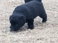 Aurora , a female Great Pyrenees and Miniature Australian Shepherd for sale in Canton, TX – Photo 3 of 6