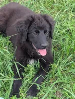 Aurora , a female Great Pyrenees and Miniature Australian Shepherd for sale in Canton, TX – Photo 2 of 9