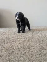 Two Face, a male Miniature Aussiedoodle for sale in Canton, TX – 3 of 7