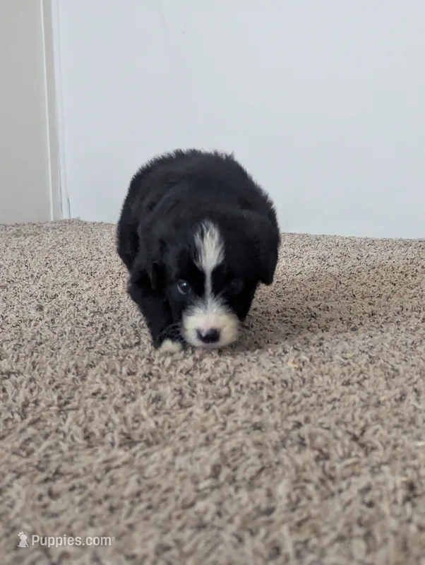 Surfer Girl – Miniature Aussiedoodle puppy for sale in Canton, TX