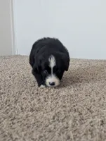 Surfer Girl, a female Miniature Aussiedoodle for sale in Canton, TX – 2 of 10