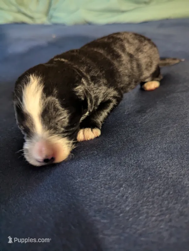 Surfer Girl – Miniature Aussiedoodle puppy for sale in Canton, TX