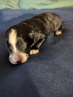 Surfer Girl, a female Miniature Aussiedoodle for sale in Canton, TX – 1 of 3