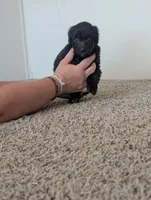 Curly Girl , a female Miniature Aussiedoodle for sale in Canton, TX – 3 of 6