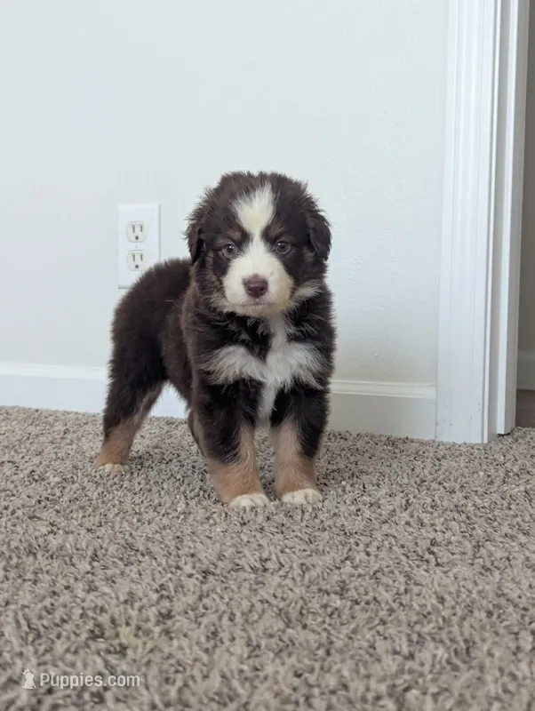 Red Tri Boy – Miniature Aussiedoodle puppy for sale in Canton, TX