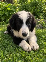 Mini Aussie Corgi, a female Pembroke Welsh Corgi and Miniature Australian Shepherd for sale in Canton, TX – 2 of 8