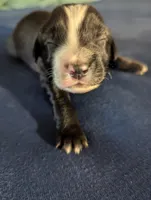 Big Boy, a male Miniature Aussiedoodle for sale in Canton, TX – 1 of 3