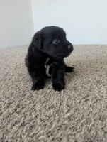 Sleek Boy, a male Miniature Aussiedoodle for sale in Canton, TX – 4 of 10