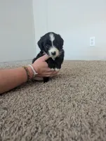 Surfer Girl, a female Miniature Aussiedoodle for sale in Canton, TX – 7 of 10
