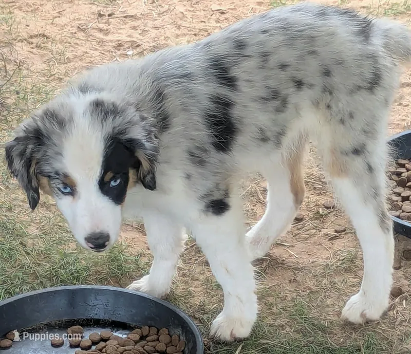 Crystal  – Miniature Australian Shepherd puppy for sale in Canton, TX