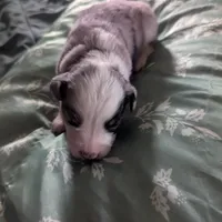 Crystal , a female Miniature Australian Shepherd for sale in Canton, TX – Photo 10 of 10