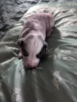 processed/7e46f084-06c6-4857-b8eb-7644f826ddd2/listing/eed9941b-b821-42d6-8186-3ec1e10d359a/26fc1a8b-75c8-489f-923f-d0037ce31ffd