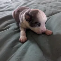 Crystal , a female Miniature Australian Shepherd for sale in Canton, TX – Photo 6 of 10
