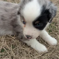 Crystal , a female Miniature Australian Shepherd for sale in Canton, TX – Photo 1 of 10