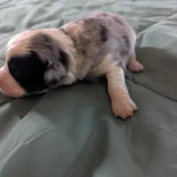 Crystal , a female Miniature Australian Shepherd for sale in Canton, TX – Photo 5 of 10