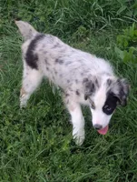 Crystal , a female Miniature Australian Shepherd for sale in Canton, TX – Photo 2 of 10
