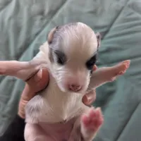 Crystal , a female Miniature Australian Shepherd for sale in Canton, TX – Photo 7 of 10