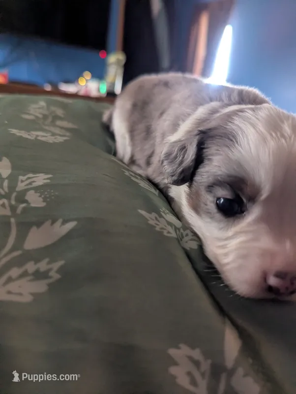Mini Aussie 2