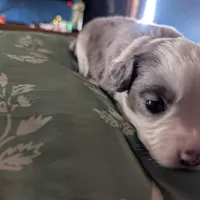 Crystal , a female Miniature Australian Shepherd for sale in Canton, TX – Photo 4 of 10