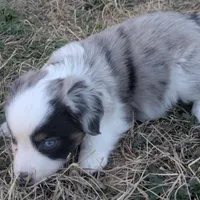 Crystal , a female Miniature Australian Shepherd for sale in Canton, TX – Photo 2 of 10